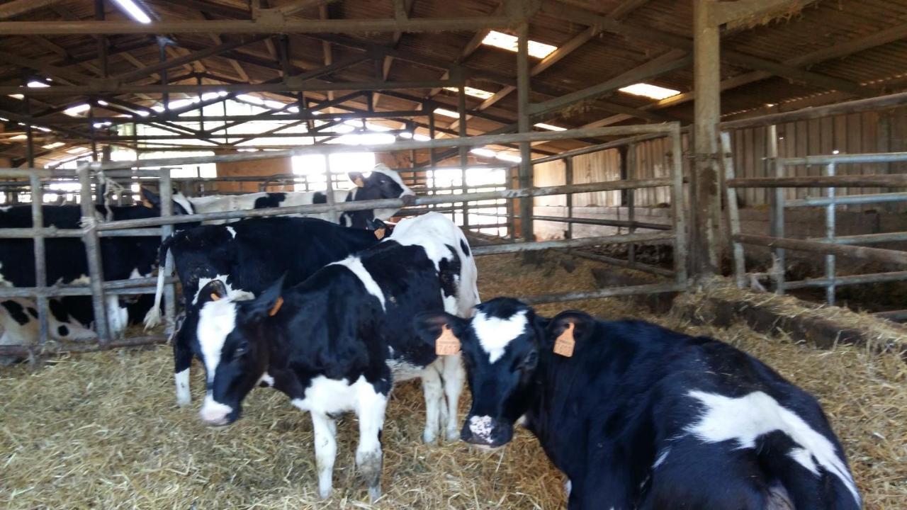 Charmante Maison A La Ferme Valderies Luaran gambar