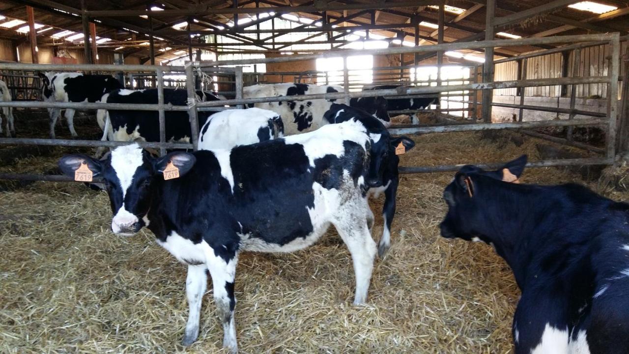 Charmante Maison A La Ferme Valderies Luaran gambar